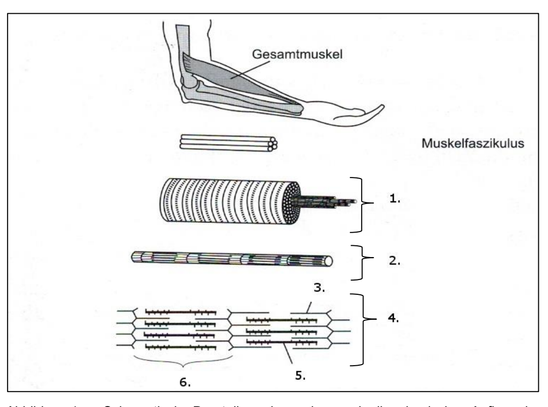 Schematische Darstellung des Muskelaufbaus am Arm: Muskel, Muskelfaszikel, Muskelfaser, Myofibrillen und Sarkomere.